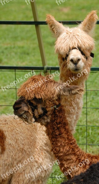 Cute Alpacas Animal Mammal Lama