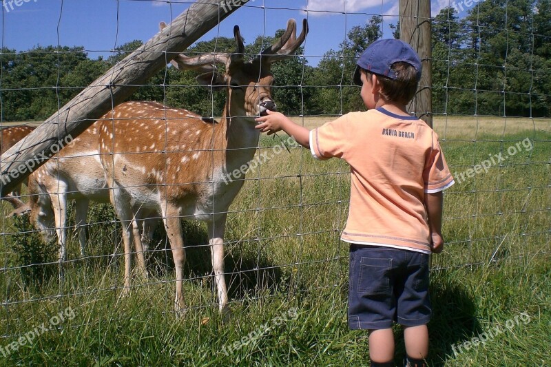 Boy Roe Deer Feed Child Animal