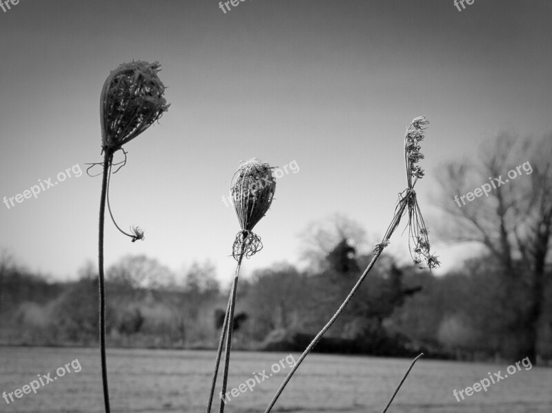 Field Flowers Plant Dry Field Close Up