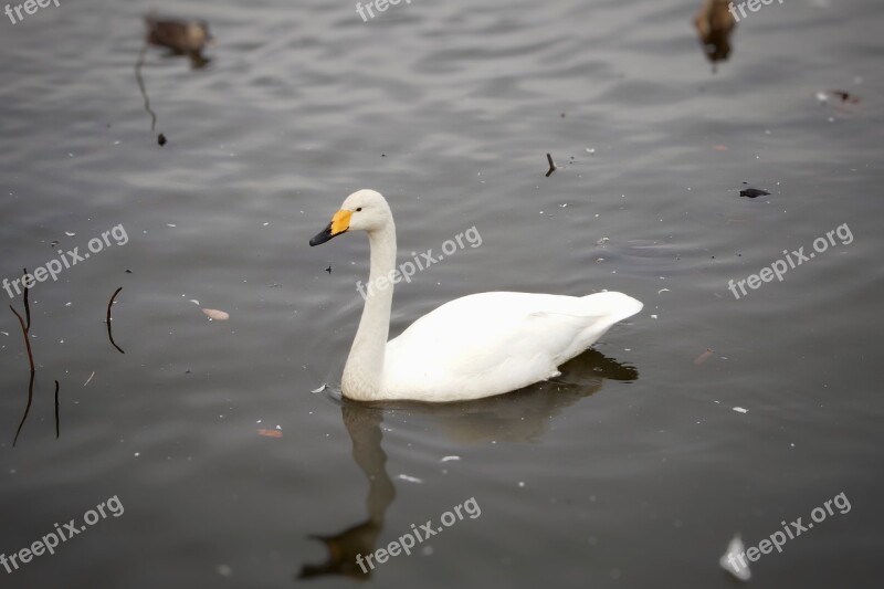 Swan Bird Animal Wild Animal Winter