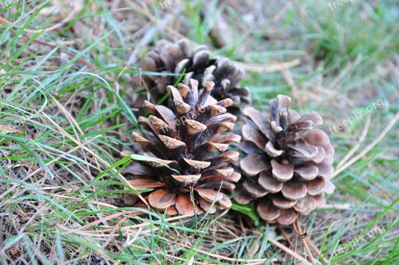 Pine Cones Nature Fir Forest