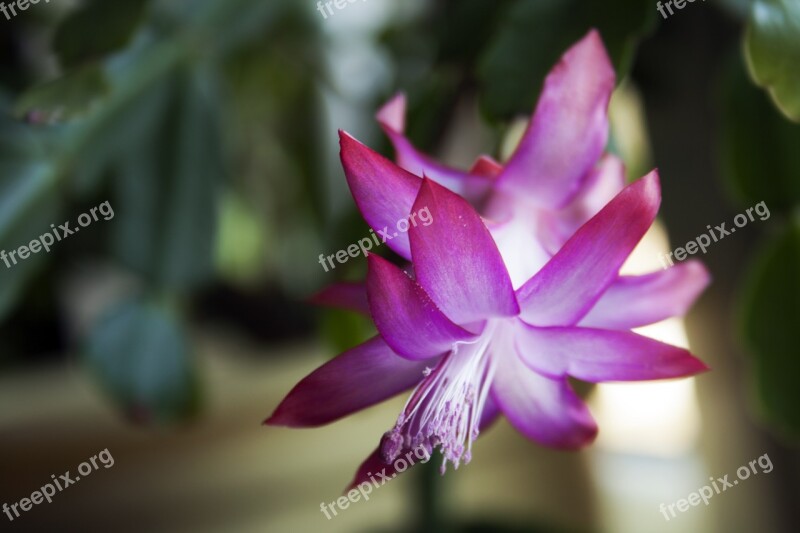 Cactus Christmas Flower Blooming Nature