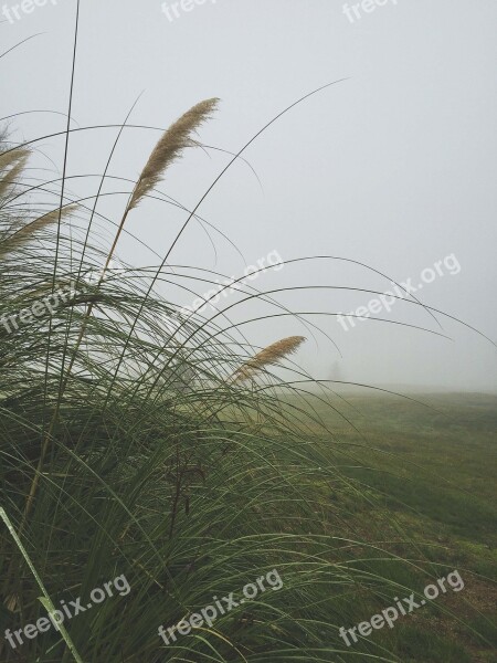 Fog Grass Weeds Mist Season