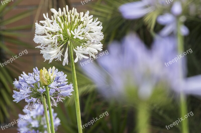 Flower Nature Beautiful Flowers Florbranca