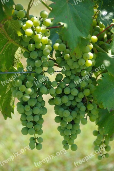 Grape Vine Grapes Wine Vineyard Vine