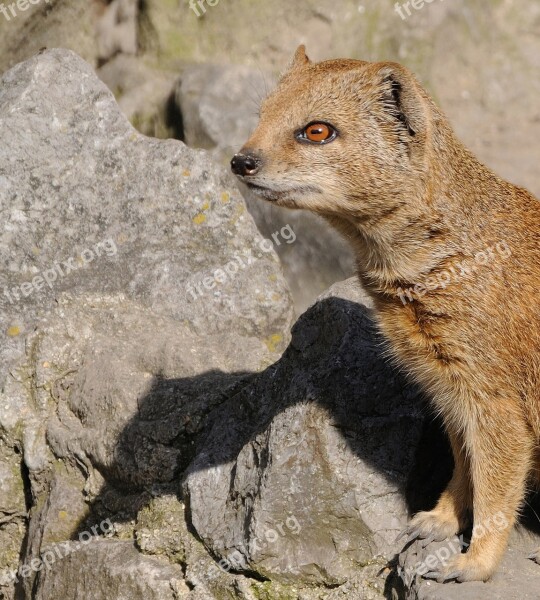 Yellow Mongoose Animal Mongoose Profile Free Photos