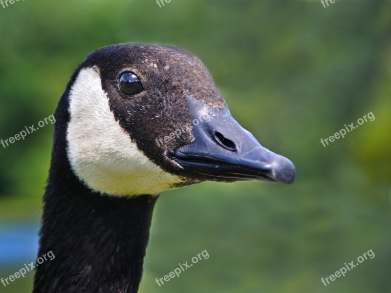 Barnacle Goose Bird Animal Head Goose