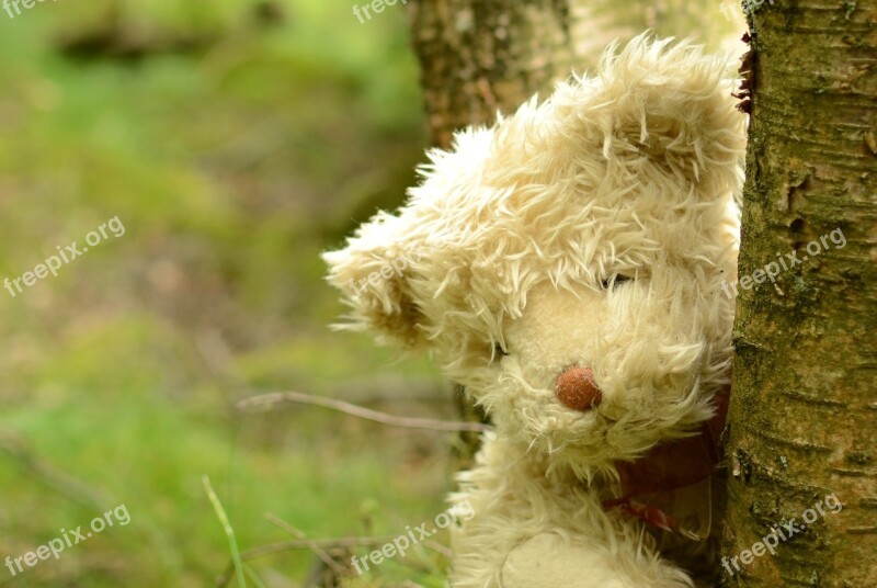 Teddy Bear Teddy Bear Animal Stuffed