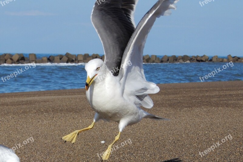 Animal Sea Beach Seagull Bird