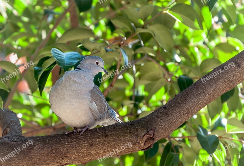 Turtledove Eurasian Collared Dove Ave Bird Nature