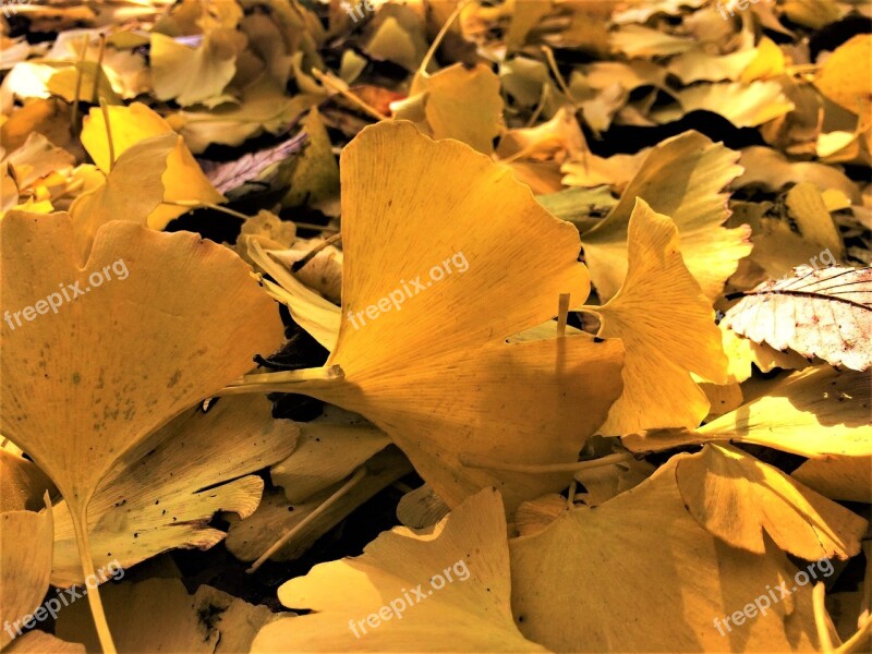 Maidenhair Tree Gingko Tree Yellow Leaves Dead Leaves Fallen Leaves