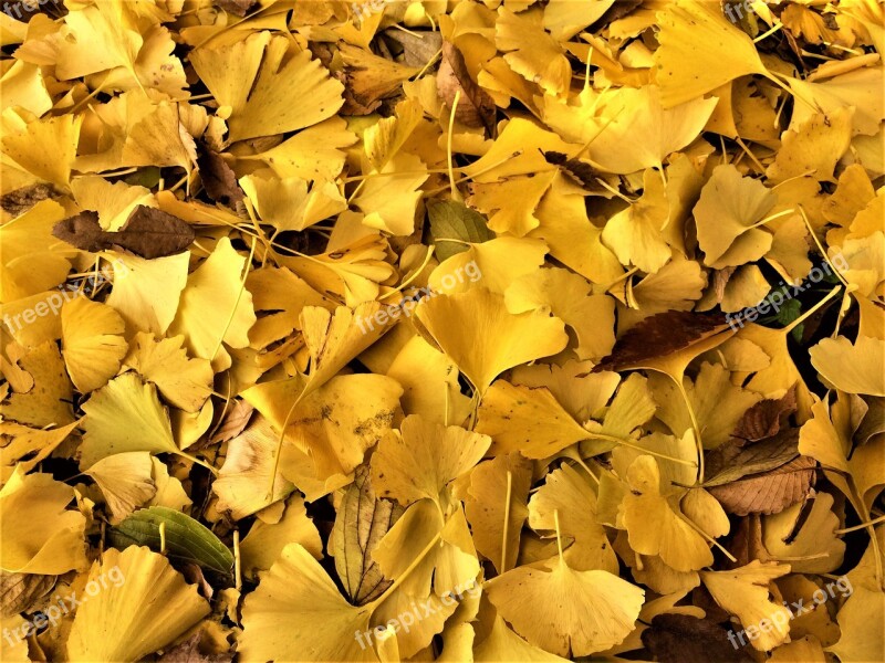 Maidenhair Tree Gingko Tree Yellow Leaves Dead Leaves Fallen Leaves