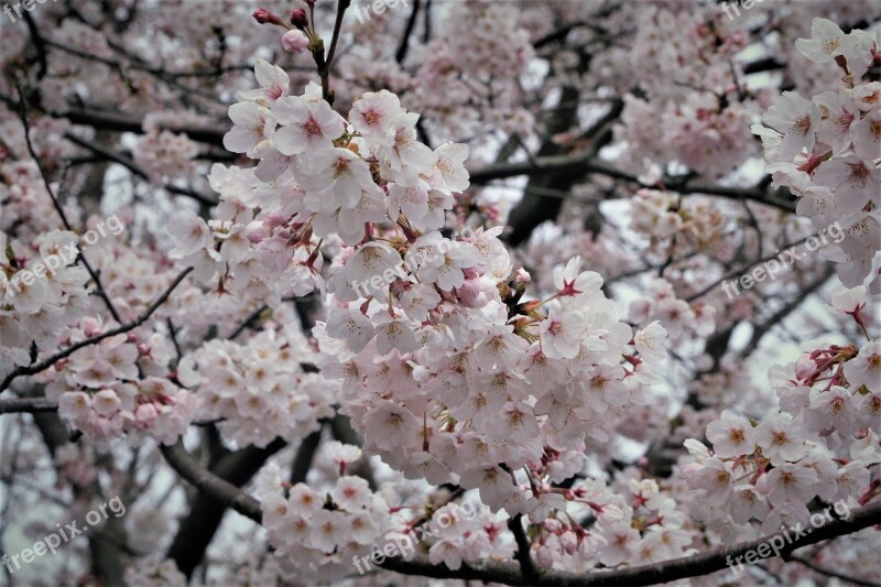 Cherry Blossoms Pale Pink Pale Soft Stratus And