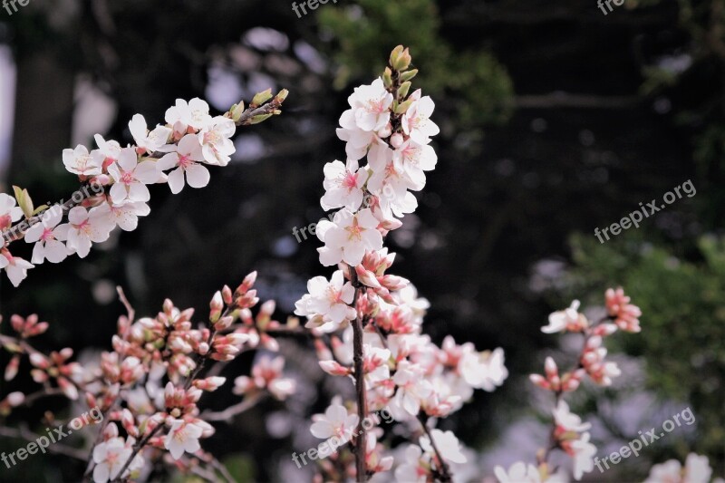 Cherry Blossoms Pale Pink Pale Soft Branch