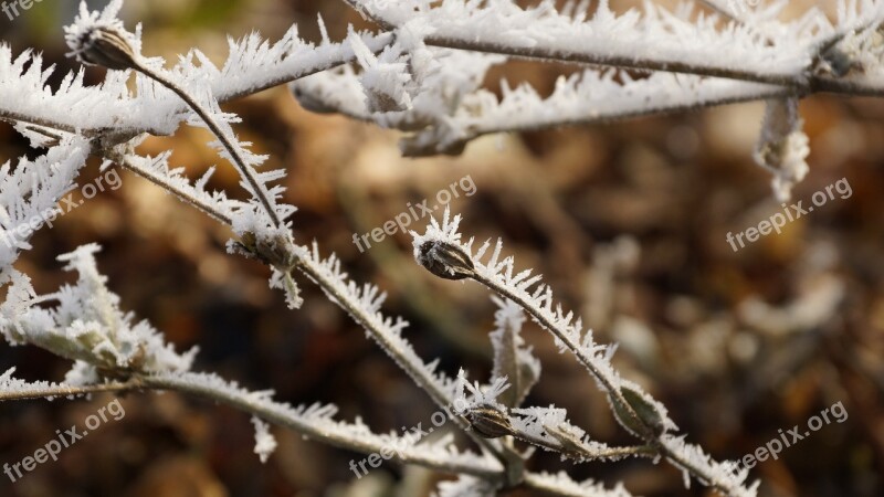 Flower Seeds Winter Ice Snow