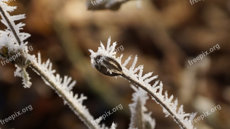 Flower Seeds Winter Ice Snow