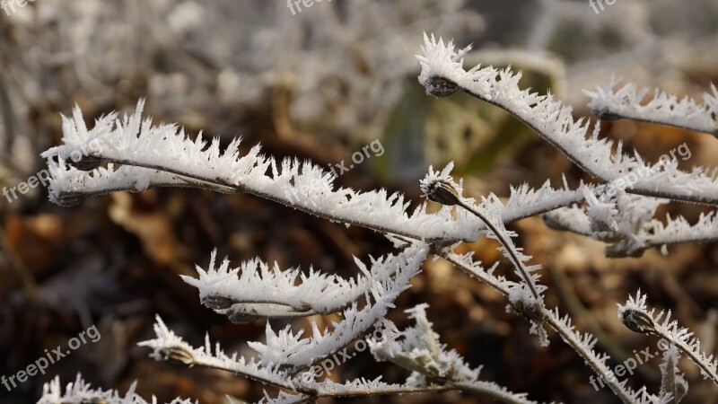 Flower Seeds Winter Ice Snow