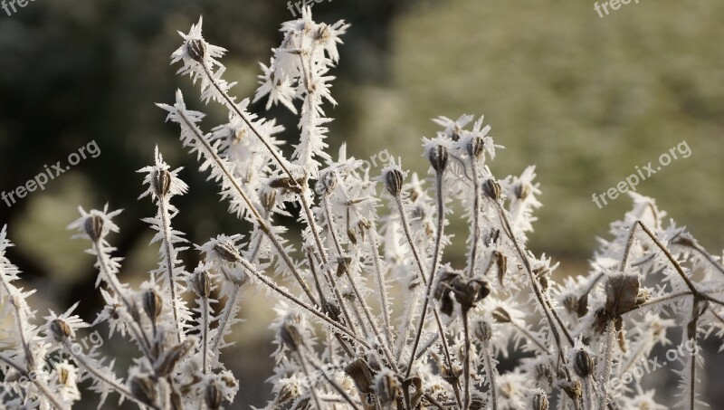 Flower Seeds Winter Ice Snow