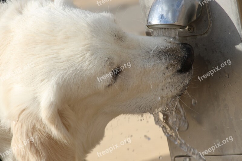 Drink Water Dog Golden Retriever Drops