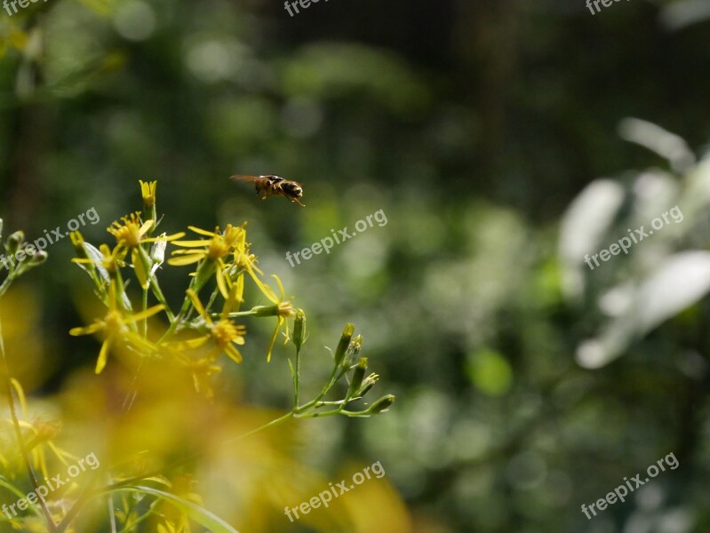 Bee Insect Flower Plant Close Up