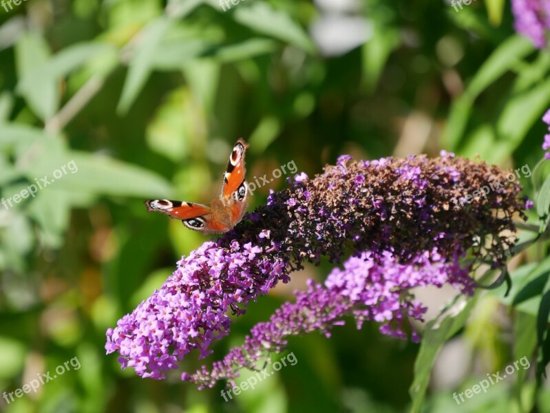 Butterfly Lilac Insect Nature Summer