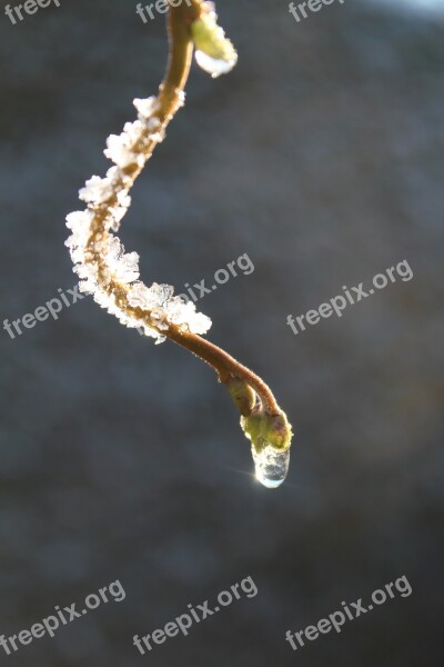 Dewdrop Frost Winter Cold Branch