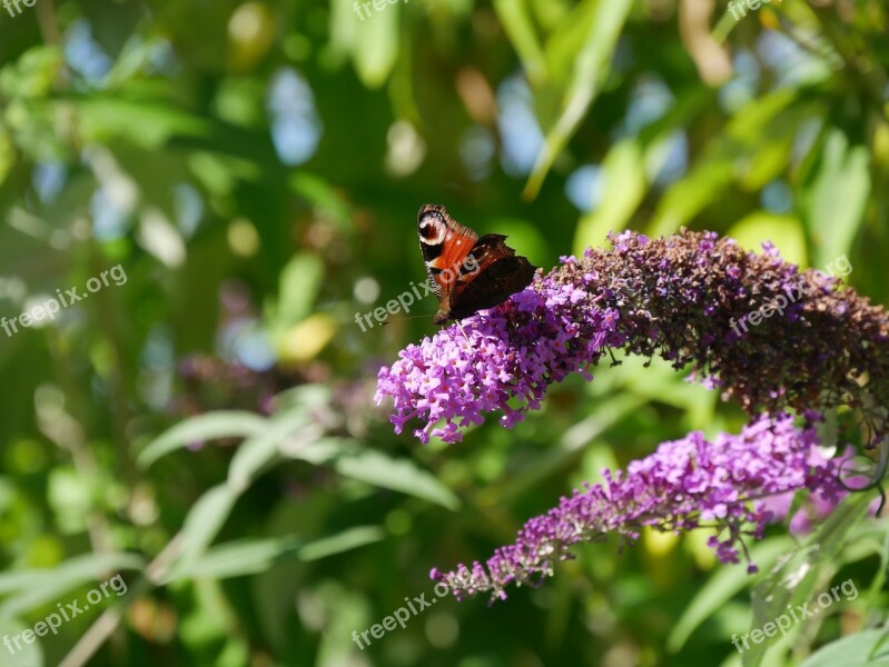 Butterfly Lilac Insect Nature Summer