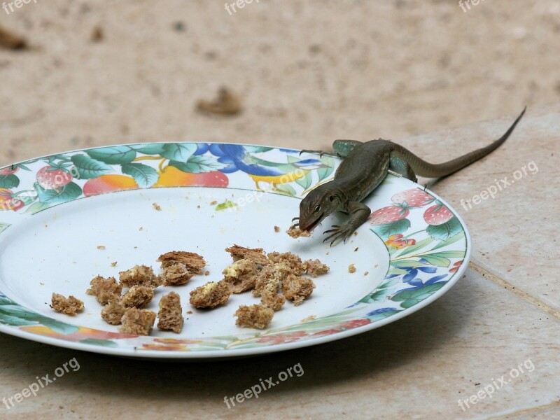 Lizard Renhagedis Bonaire Netherlands Antilles Reptile