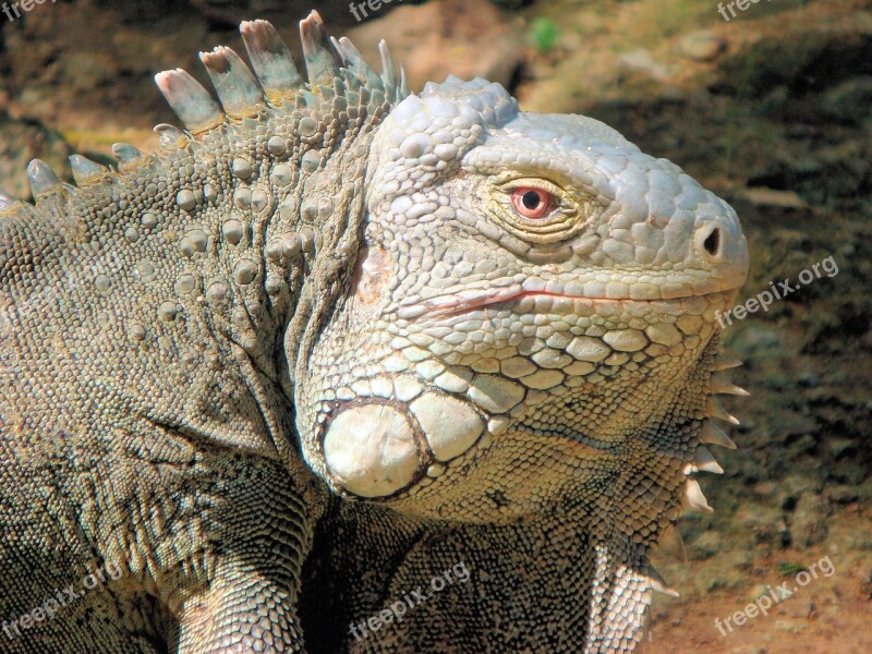 Iguana Reptile Bonaire Nature Beast