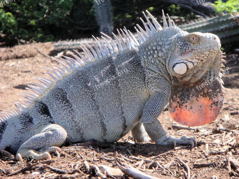 Iguana Reptile Bonaire Nature Beast