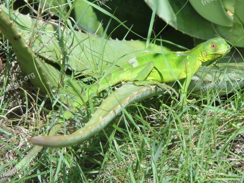 Iguana Reptile Bonaire Nature Beast