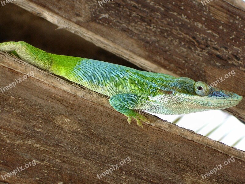 Reptile Lizard Cuba Free Photos