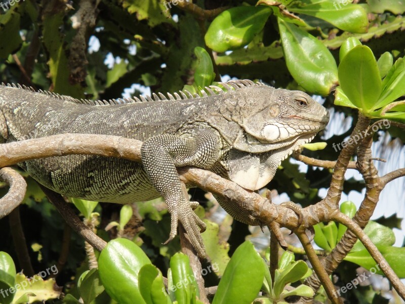 Iguana Reptile Bonaire Nature Beast