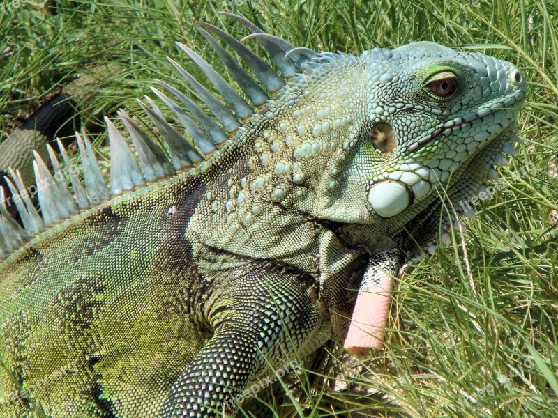 Iguana Reptile Bonaire Nature Beast