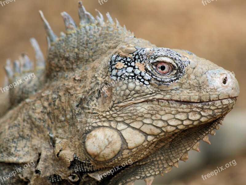 Iguana Reptile Bonaire Nature Beast