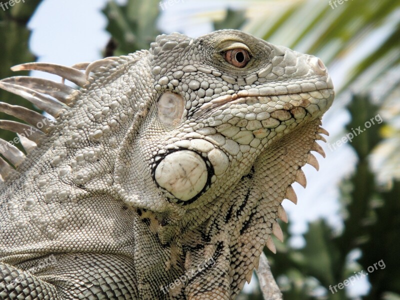 Iguana Reptile Bonaire Nature Beast