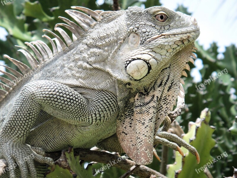 Iguana Reptile Bonaire Nature Beast