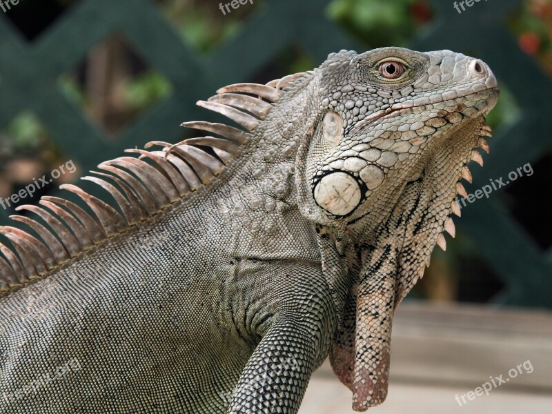 Iguana Reptile Bonaire Nature Beast