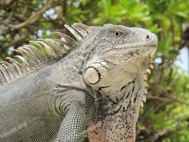 Iguana Reptile Bonaire Nature Beast