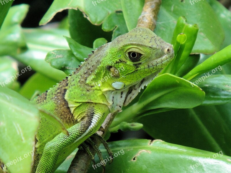 Iguana Reptile Bonaire Nature Beast