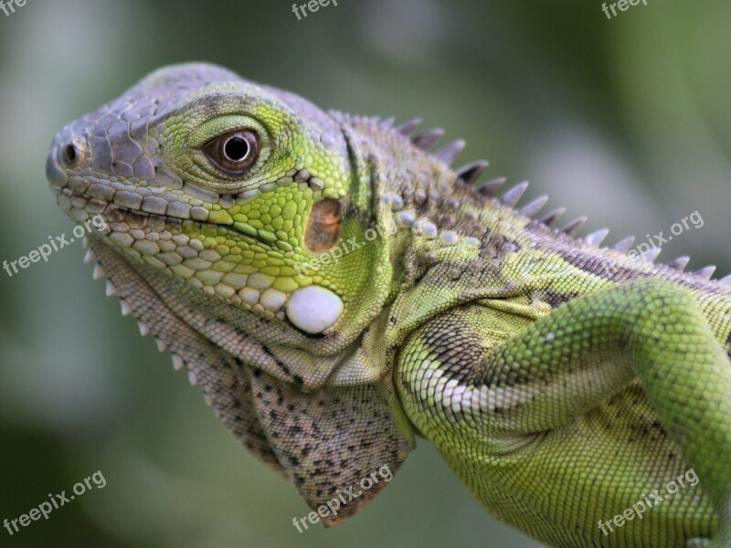 Iguana Reptile Bonaire Nature Beast