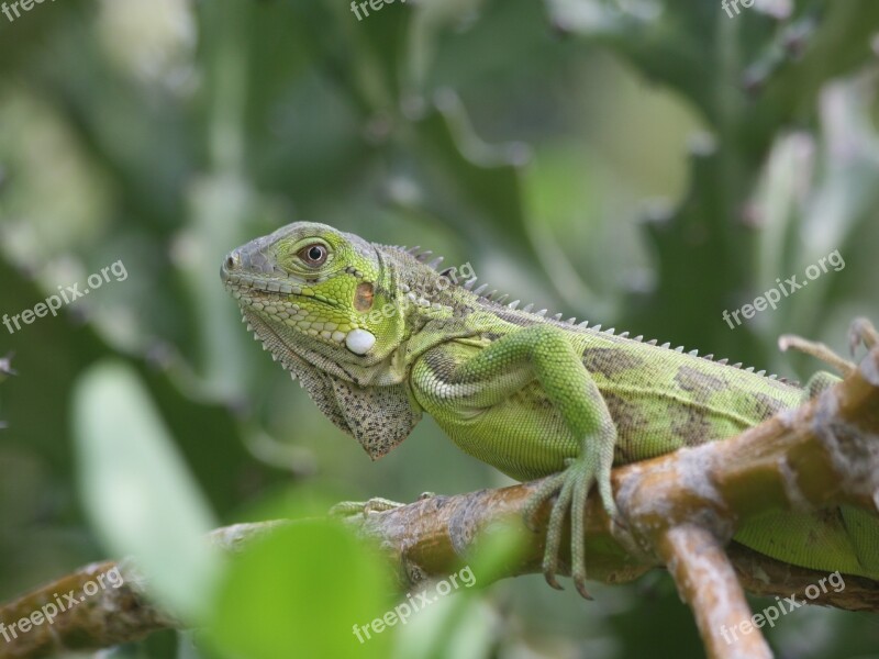 Iguana Reptile Bonaire Nature Beast