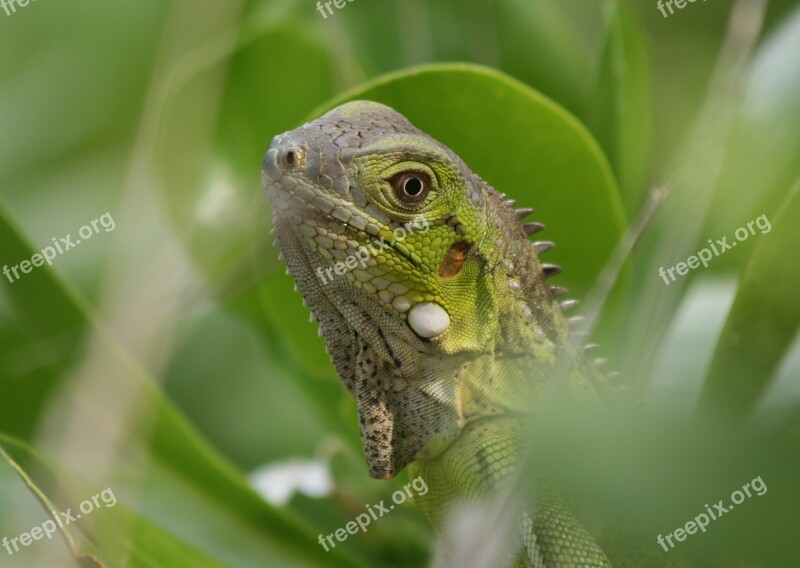 Iguana Reptile Bonaire Nature Beast