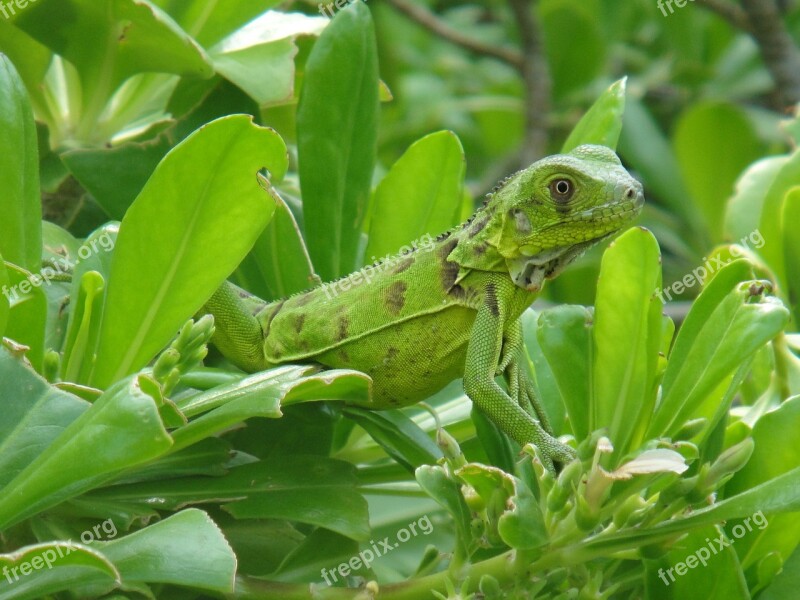 Iguana Reptile Bonaire Nature Beast