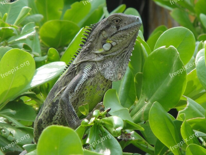 Iguana Reptile Bonaire Nature Beast