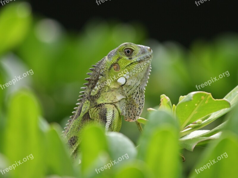 Iguana Reptile Bonaire Nature Beast