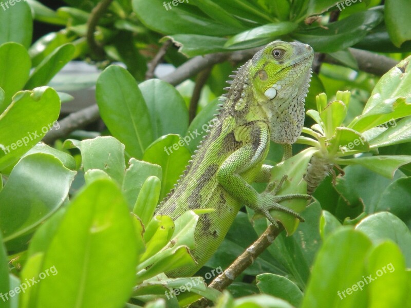 Iguana Reptile Bonaire Nature Beast