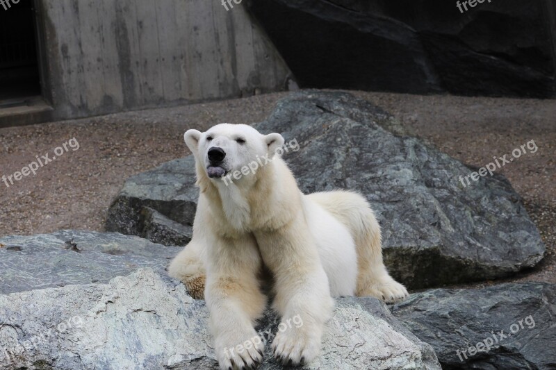 White Bear Animal Zoo Free Photos