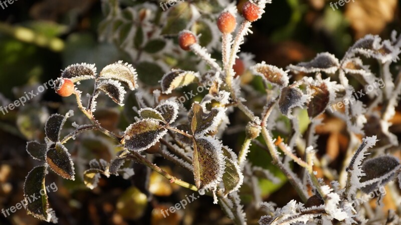 Leaf Leaves Rose Hip Plant Winter