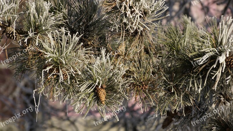 Tree Conifer Cone Winter Snow